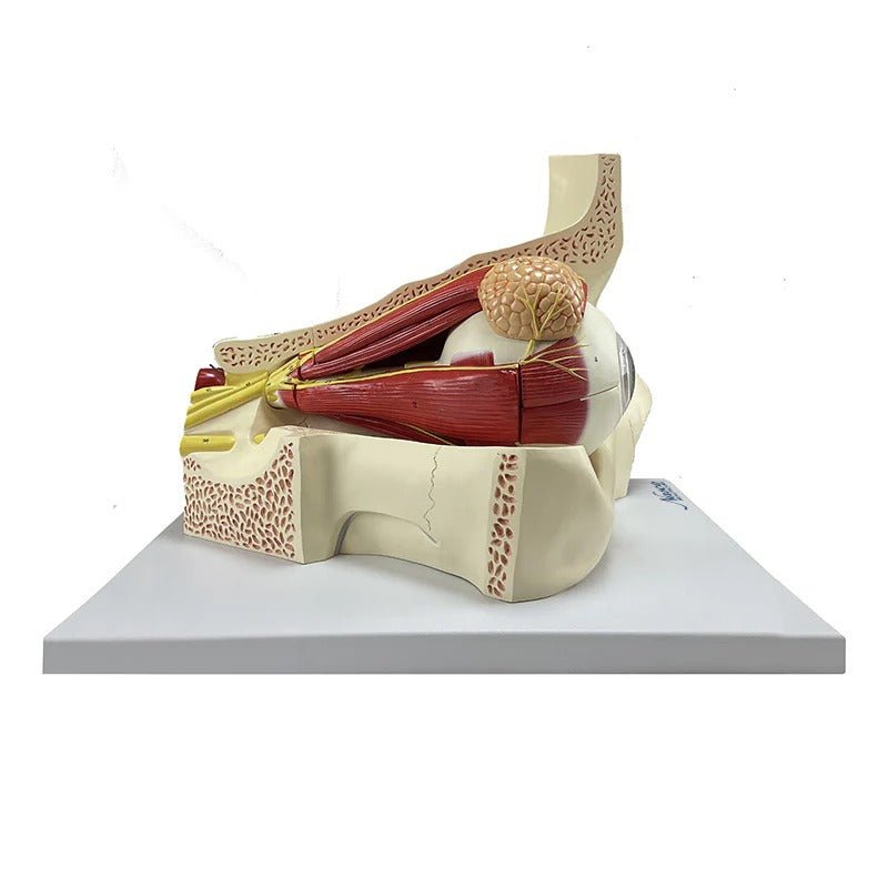 Eye Model, 5X Enlarged, 11-Parts