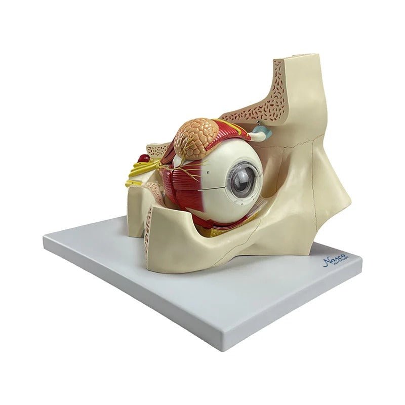 Eye Model, 5X Enlarged, 11-Parts