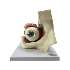 Eye Model, 5X Enlarged, 11-Parts