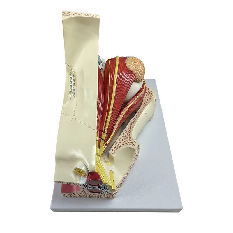 Eye Model, 5X Enlarged, 11-Parts