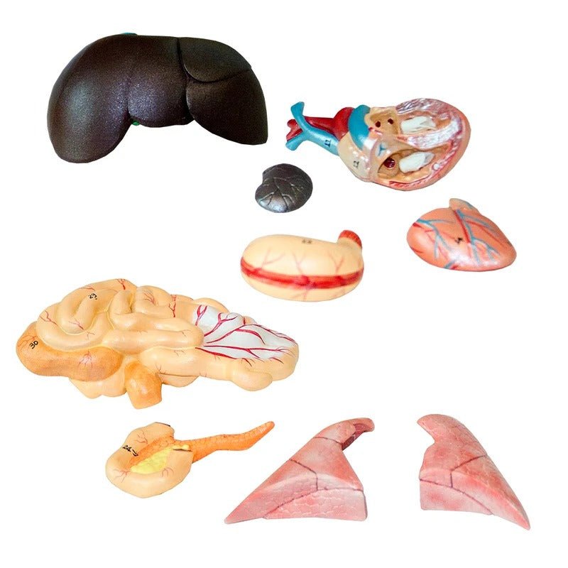 Feline Anatomy Model, 10-Parts