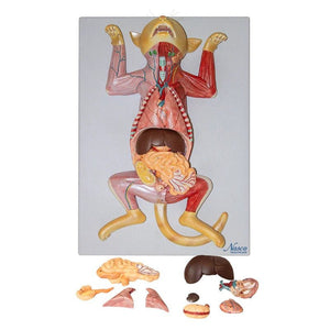 Feline Anatomy Model, 10-Parts