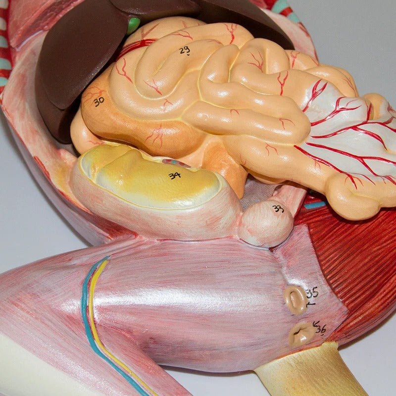 Feline Anatomy Model, 10-Parts