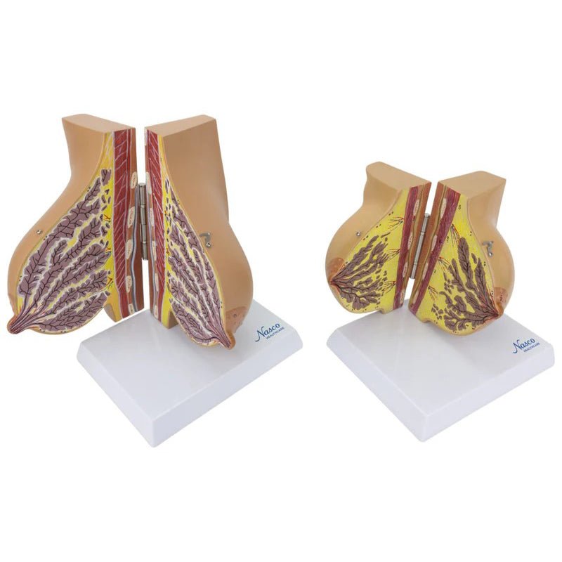 Female Lactating & Non-Lactating Breast Models, Set of 2