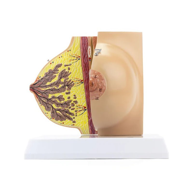 Female Lactating & Non-Lactating Breast Models, Set of 2