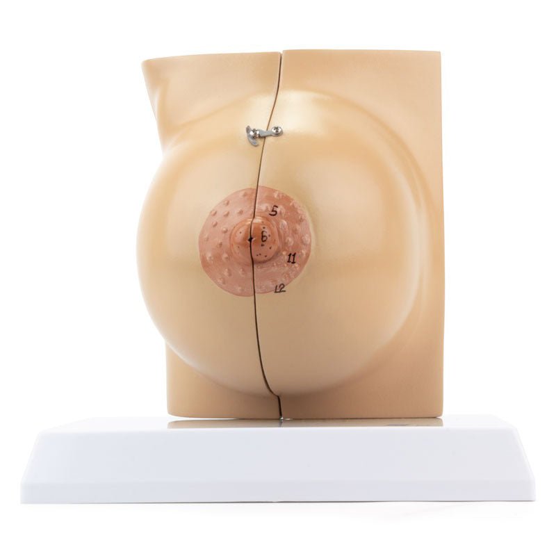 Female Lactating & Non-Lactating Breast Models, Set of 2