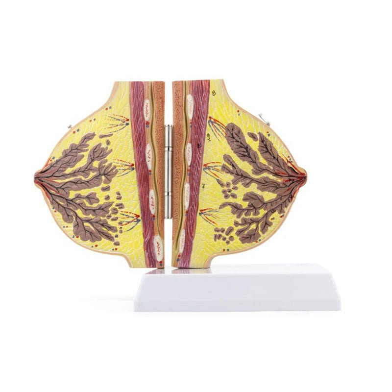 Female Lactating & Non-Lactating Breast Models, Set of 2