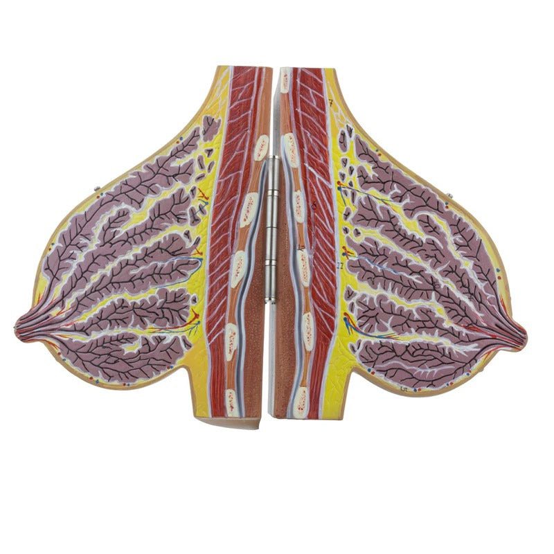 Female Lactating & Non-Lactating Breast Models, Set of 2