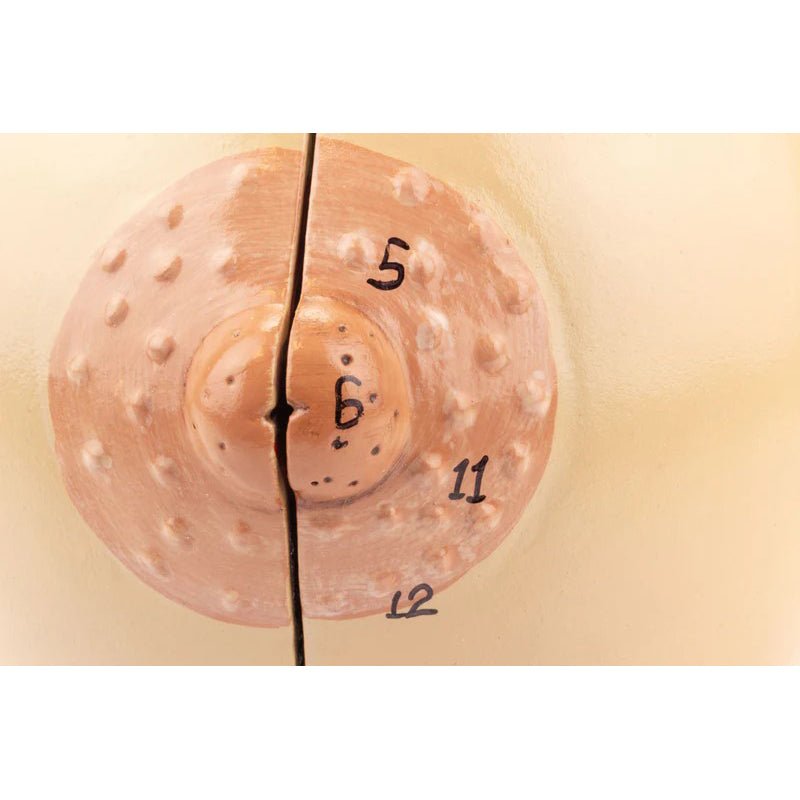 Female Lactating & Non-Lactating Breast Models, Set of 2