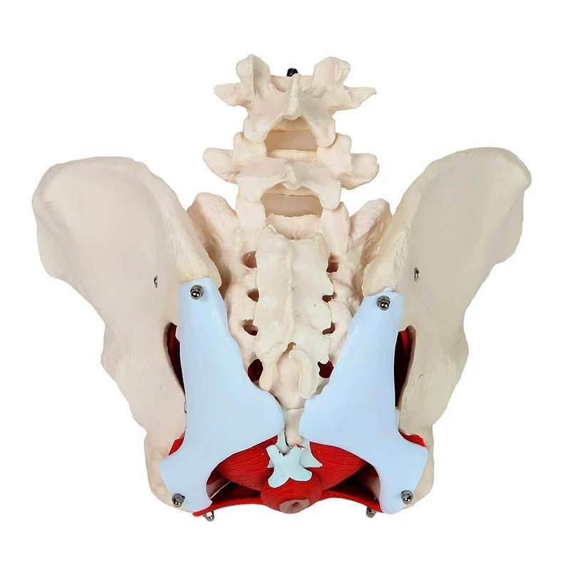 Female Pelvis Model, 6 Parts