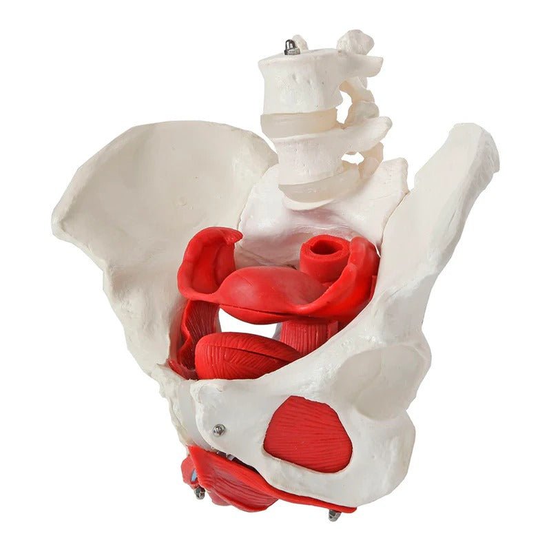 Female Pelvis Model, 6 Parts