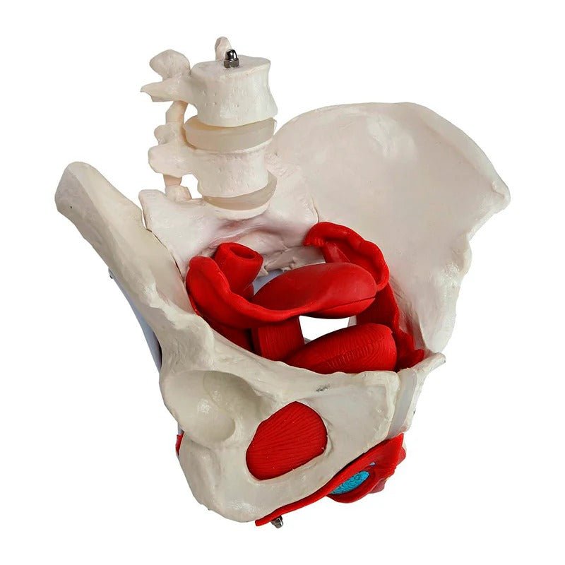 Female Pelvis Model, 6 Parts
