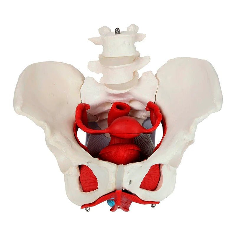 Female Pelvis Model, 6 Parts
