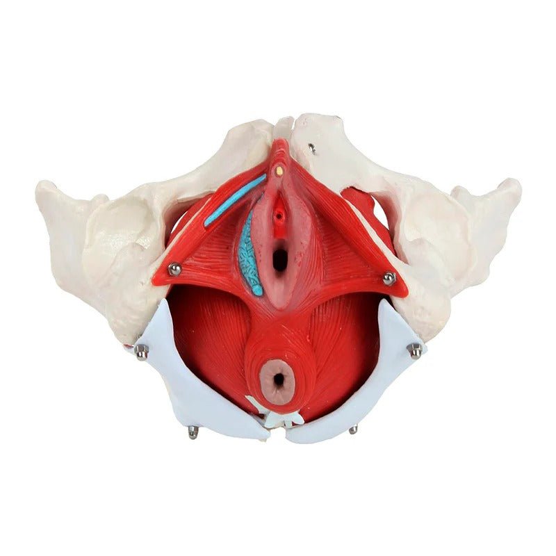 Female Pelvis Model, 6 Parts