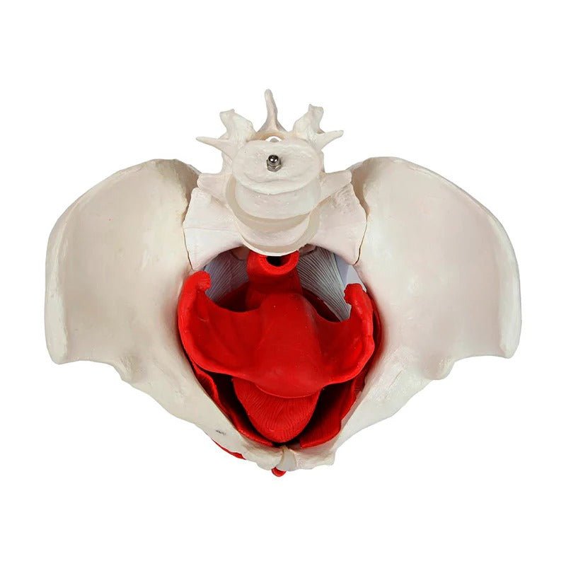 Female Pelvis Model, 6 Parts