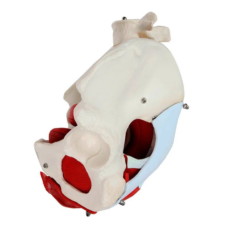 Female Pelvis Model, 6 Parts
