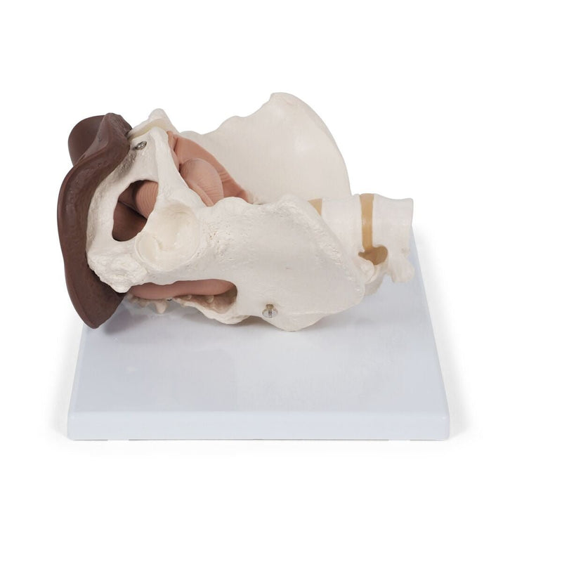 Female Pelvis Skeleton Model  with Genital Organs, 3-part, Dark Skin