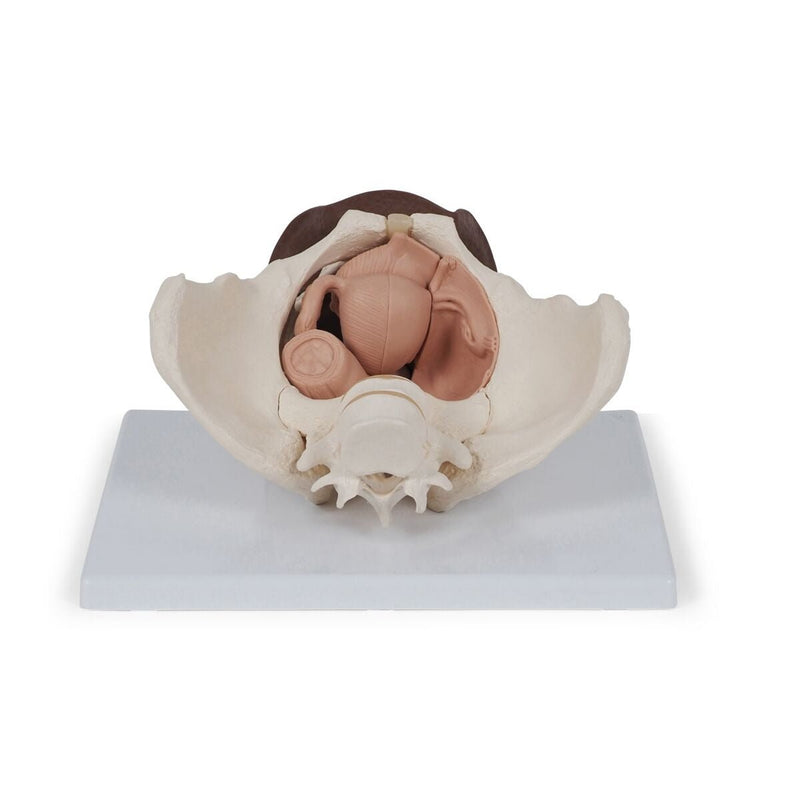 Female Pelvis Skeleton Model  with Genital Organs, 3-part, Dark Skin