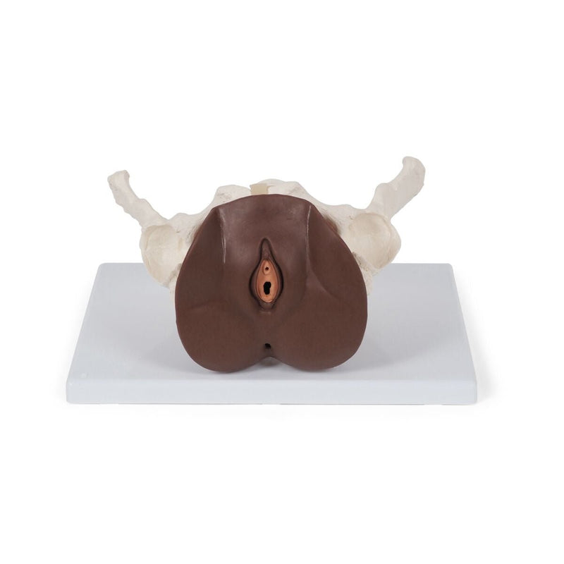 Female Pelvis Skeleton Model  with Genital Organs, 3-part, Dark Skin
