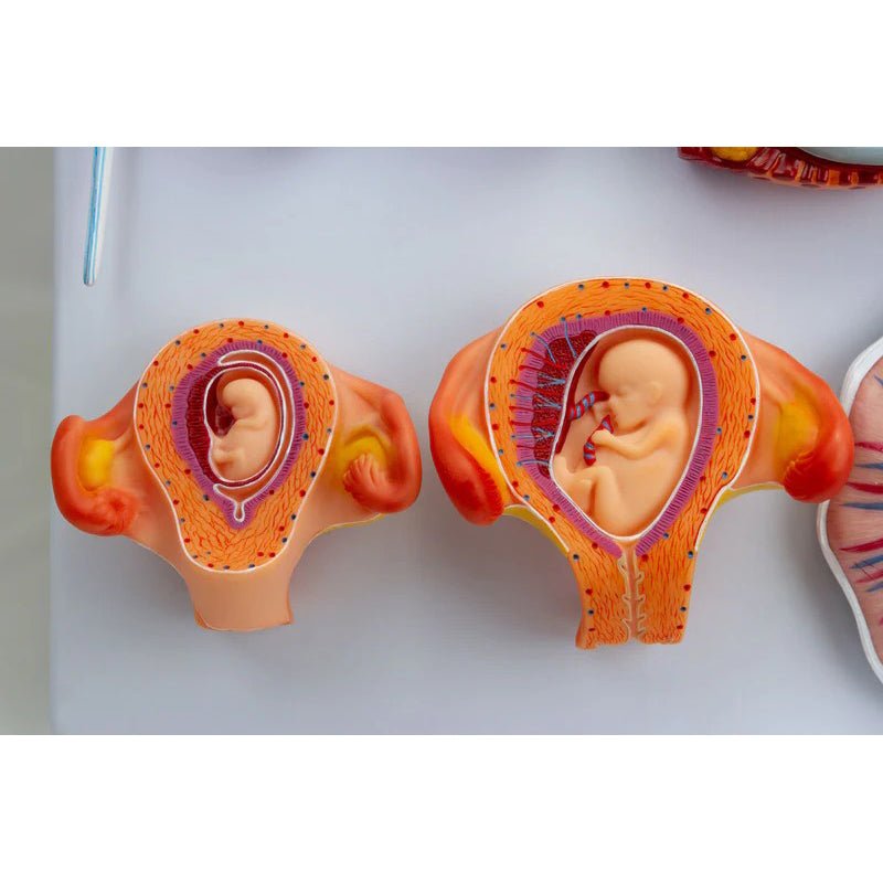 Fertilization Stages