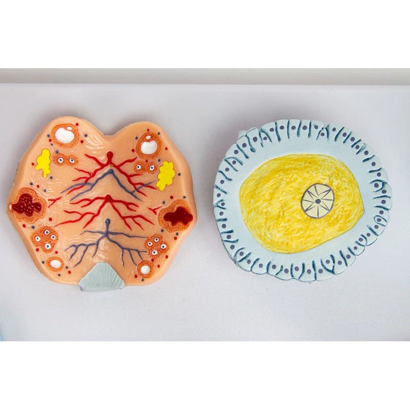 Fertilization Stages