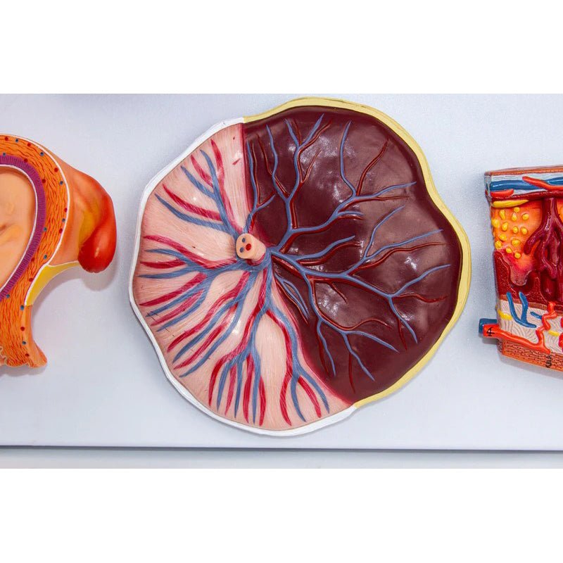 Fertilization Stages