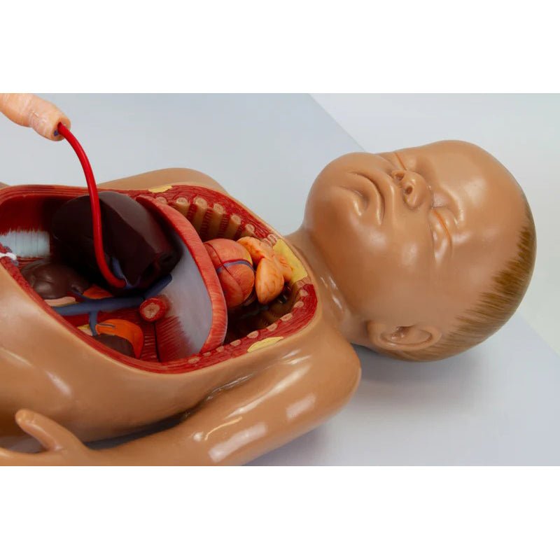 Fetal Blood Circulation with Placenta Model