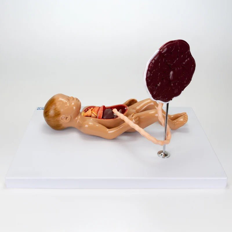 Fetal Blood Circulation with Placenta Model