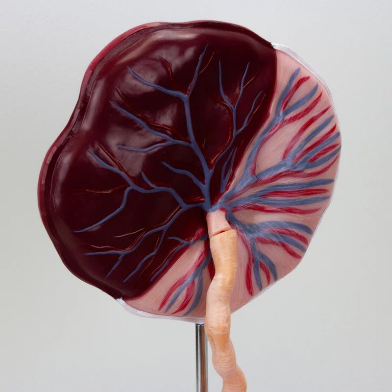 Fetal Blood Circulation with Placenta Model