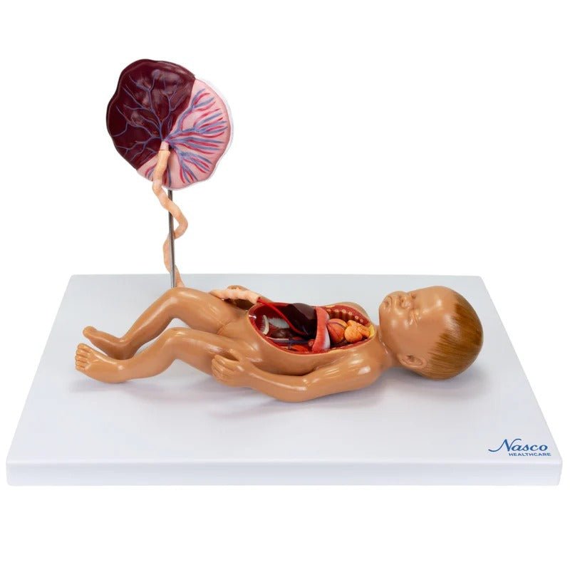 Fetal Blood Circulation with Placenta Model