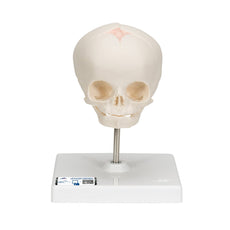 Fetal Skull Model, with stand