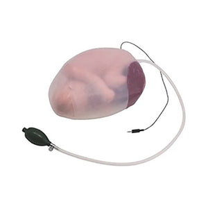 Fetus Model With Amnion