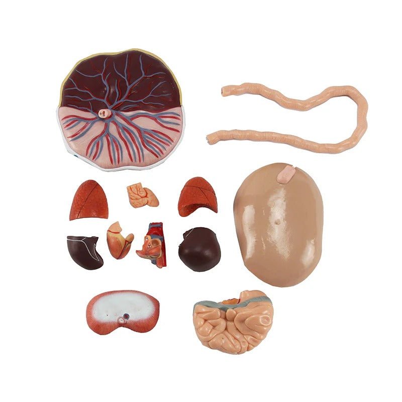 Fetus Model with Placenta and Internal Organs Model