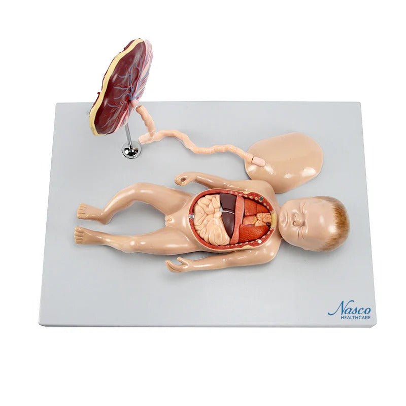 Fetus Model with Placenta and Internal Organs Model