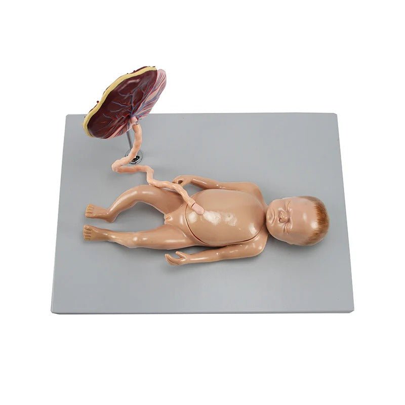 Fetus Model with Placenta and Internal Organs Model