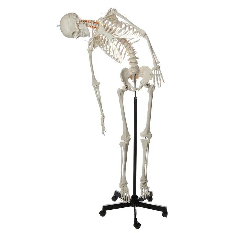 Flexible Adult Skeleton, Mounted