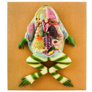 Frog Dissection Model, Large