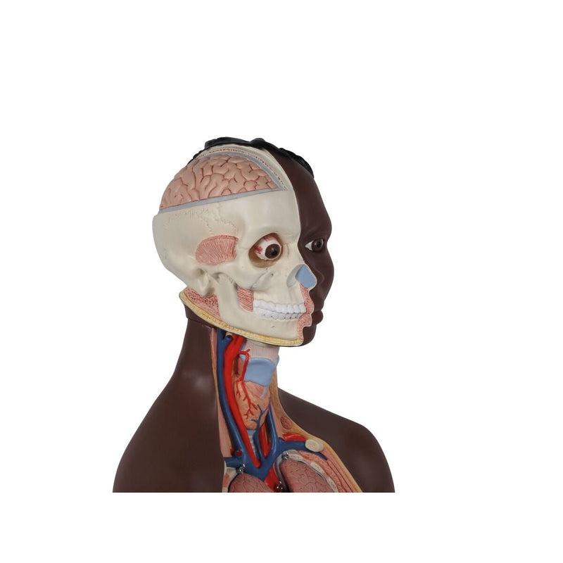 Genderless Torso with Half Skull Head, 12-part, Dark Skin