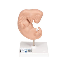 Giant 4 Weeks Old Embryo, 25x life-size