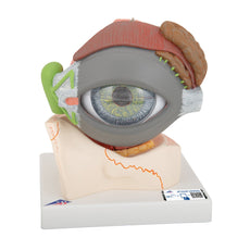 Giant Eye Model, 5 Times Full-size, 8 part