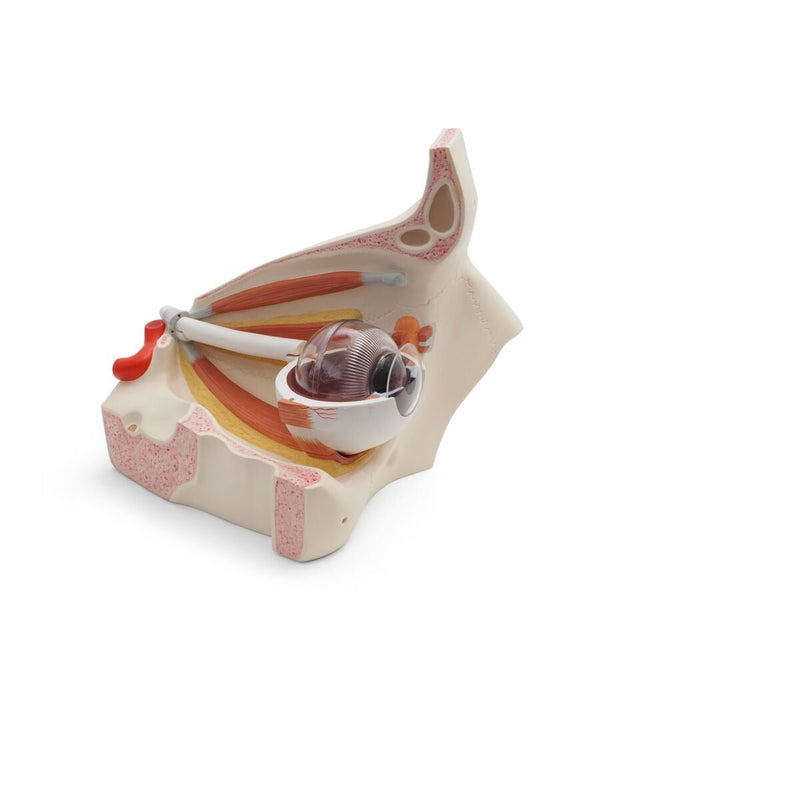 Giant Eye Model, 5x full-size, 12 part, Dark Skin