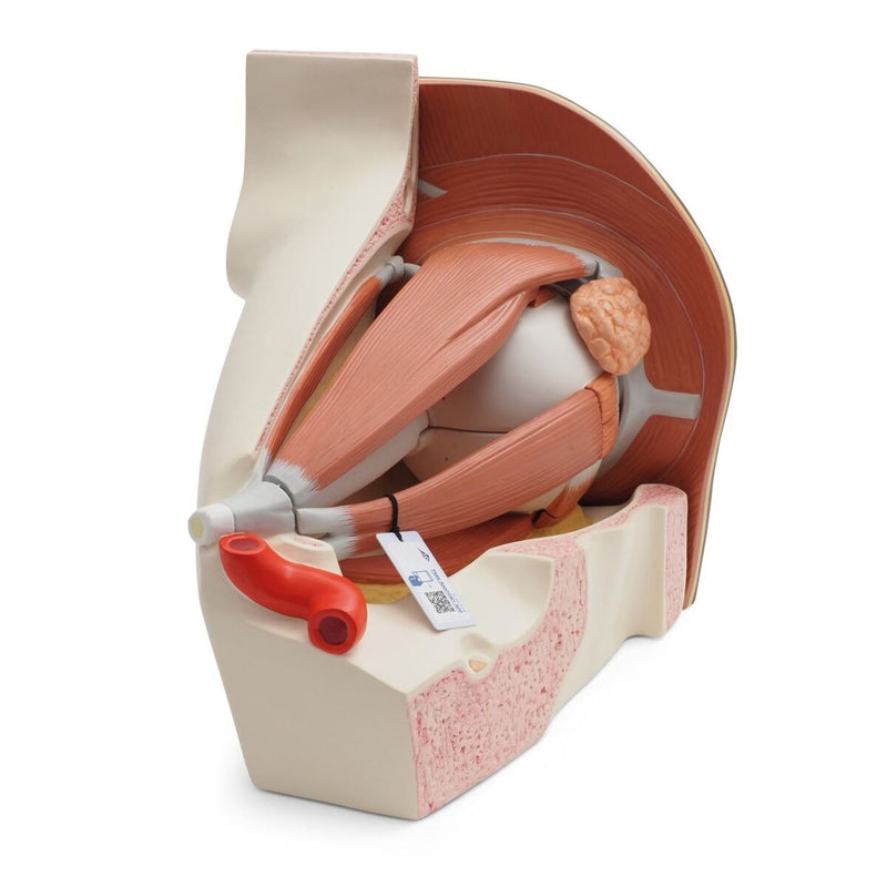 Giant Eye Model, 5x full-size, 12 part, Dark Skin