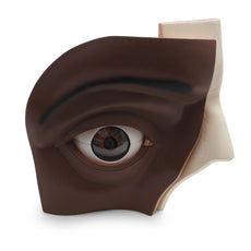 Giant Eye Model, 5x full-size, 12 part, Dark Skin