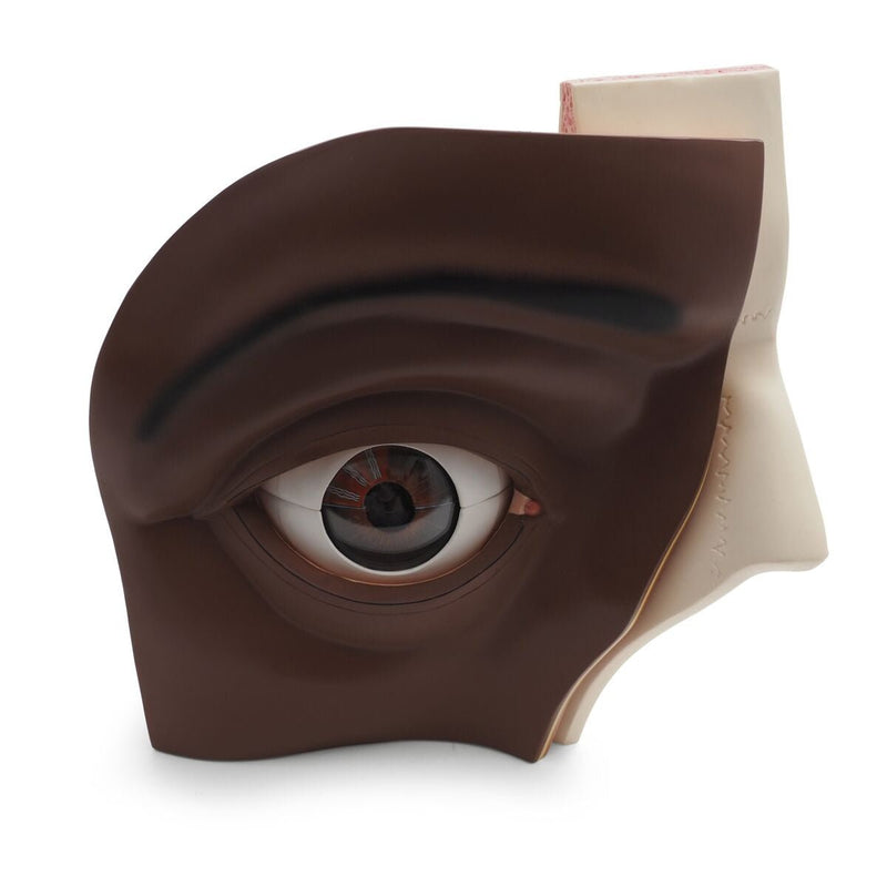 Giant Eye Model, 5x full-size, 12 part, Dark Skin
