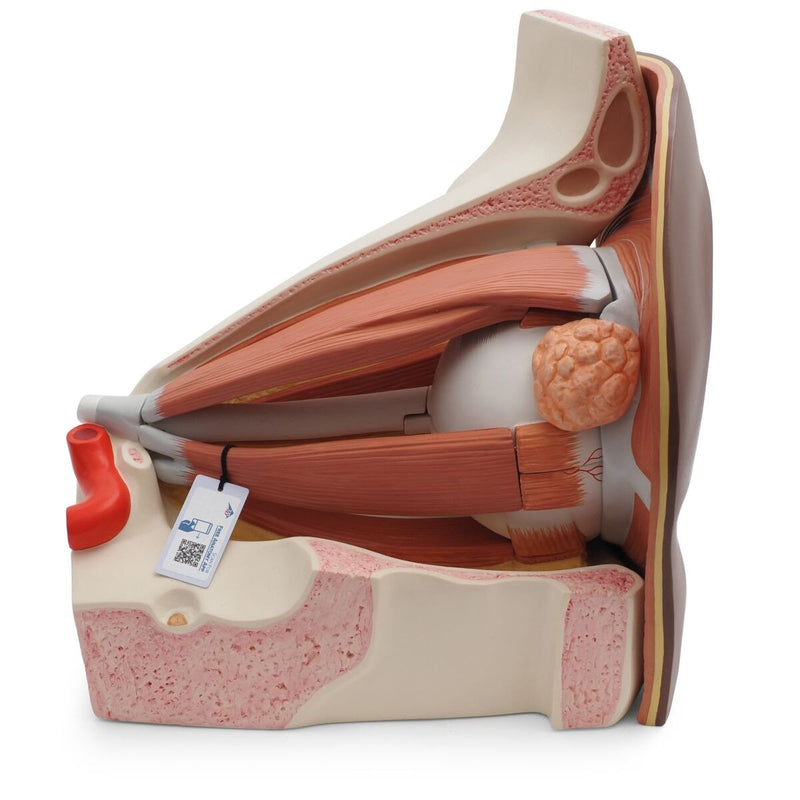 Giant Eye Model, 5x full-size, 12 part, Dark Skin