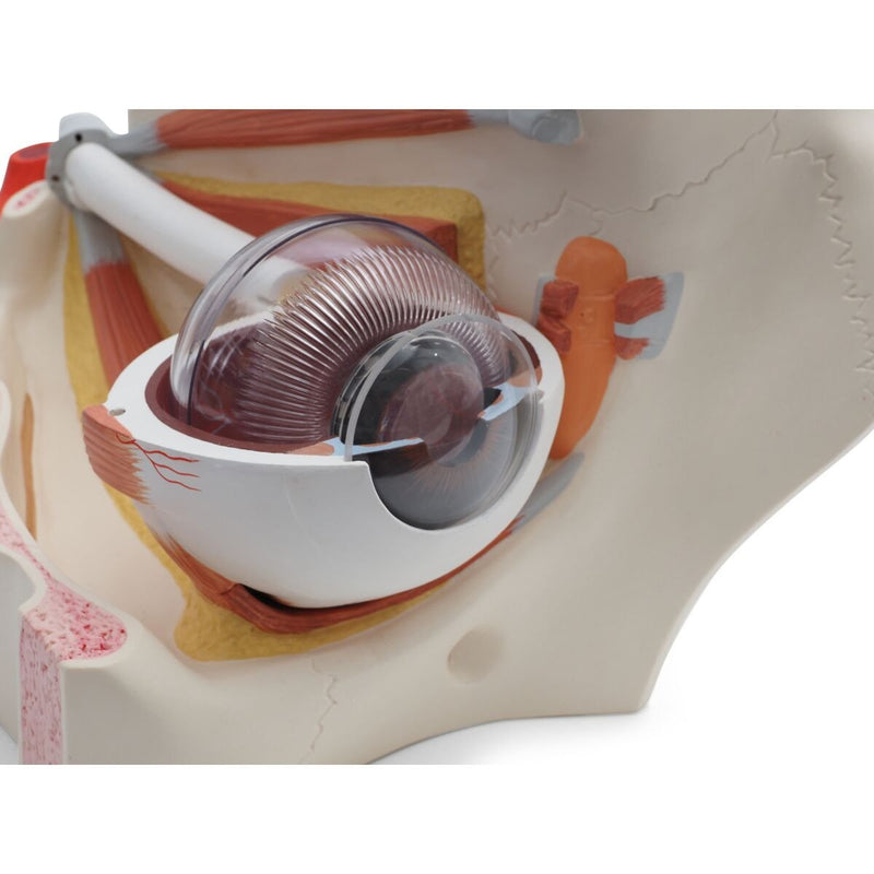 Giant Eye Model, 5x full-size, 12 part, Dark Skin