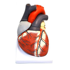 Giant Heart Model, 2x Life-size, 7 part