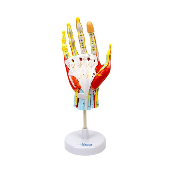 Hand Model, 7 Parts – GTSimulators.com