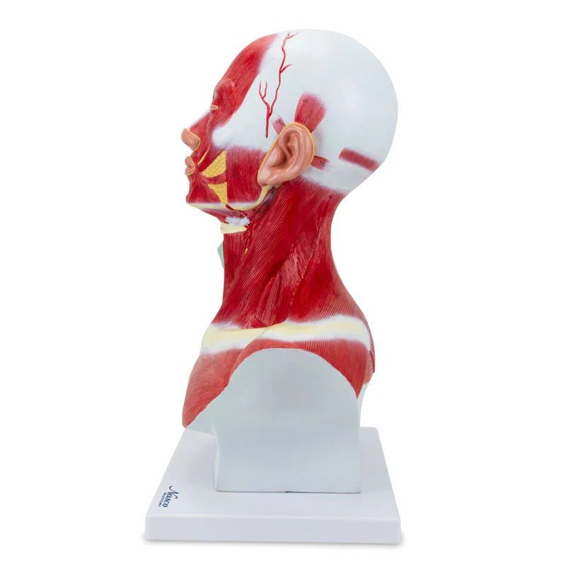 Head and Neck Muscles Model