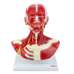 Head and Neck Muscles Model